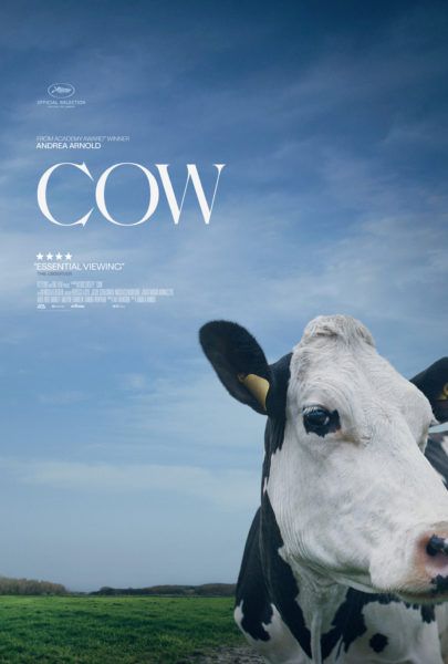Krowa plakat